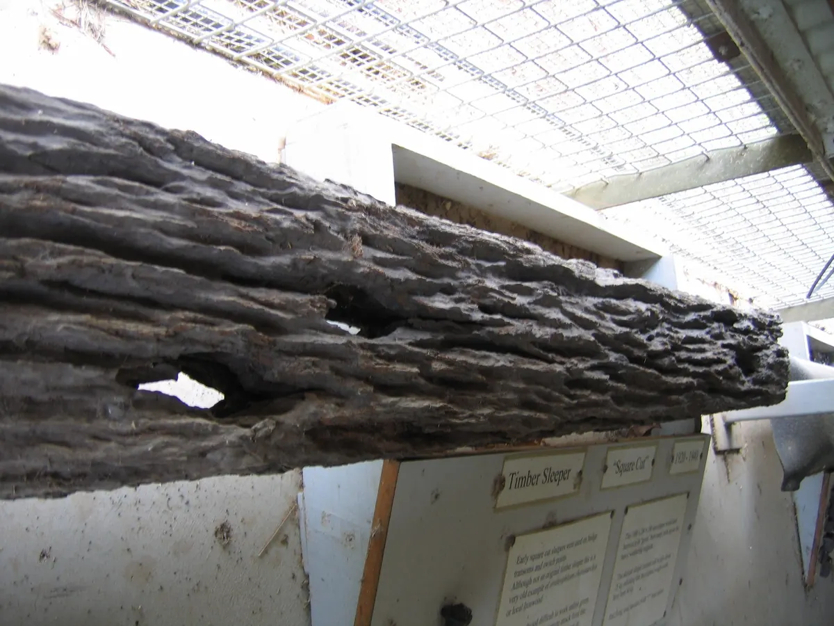 Close view of wood damaged by termite feeding