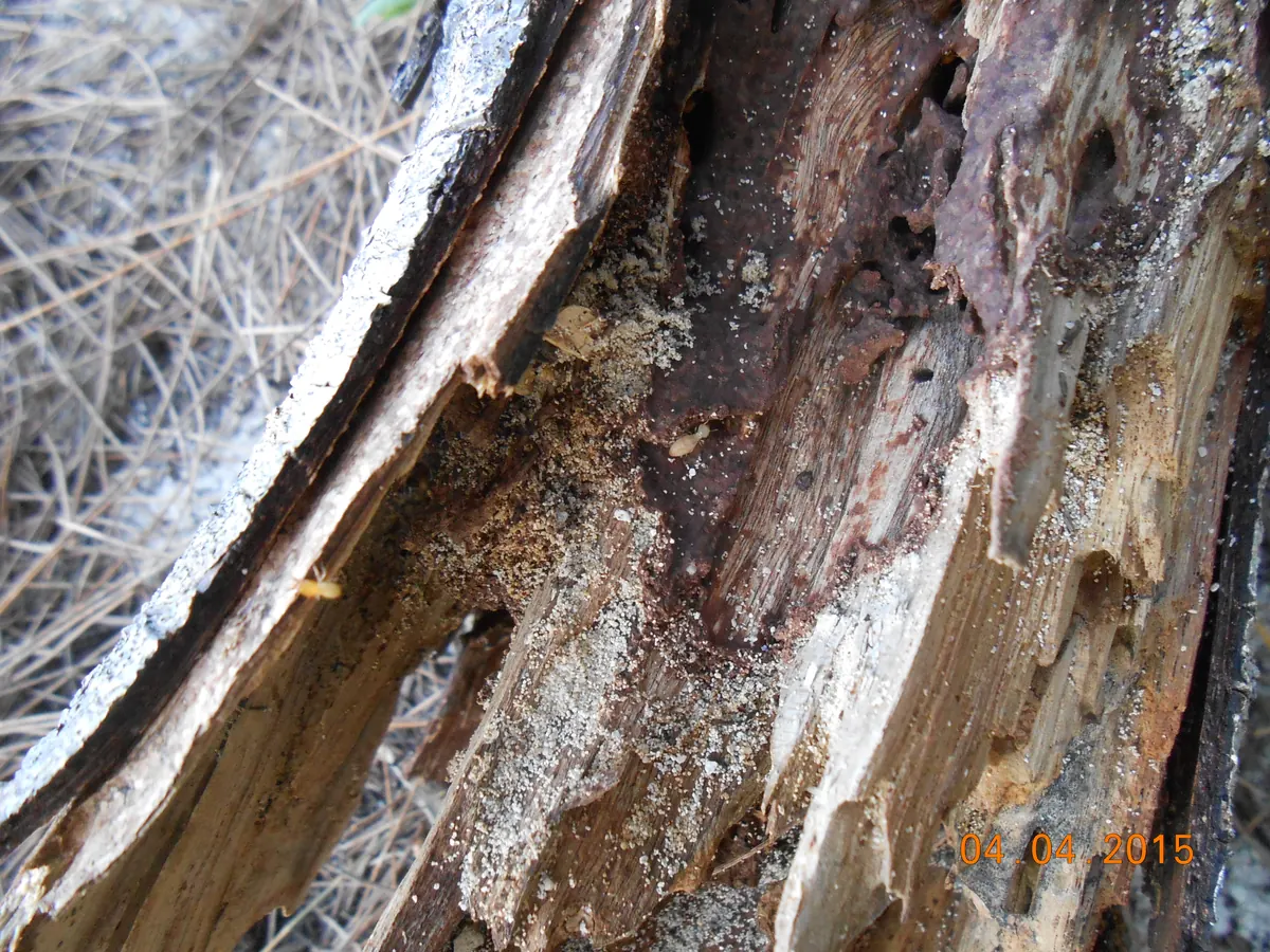 Termites clustered on a piece of wood